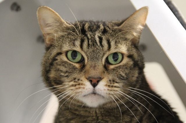 Adopt a friend: Bebe